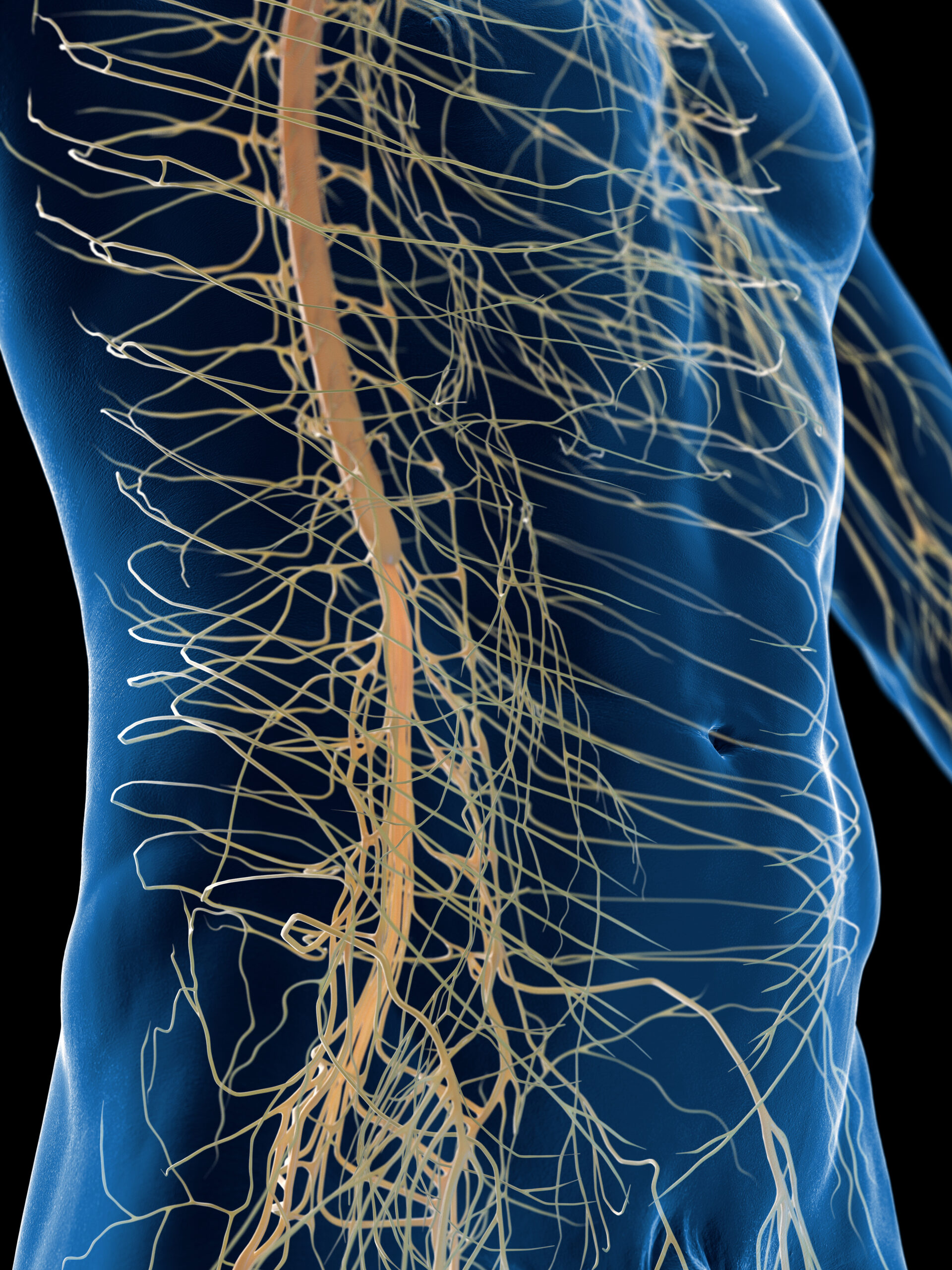3d rendered medical illustration of male anatomy - nervous system. plain black background. professional studio lighting. lateral view